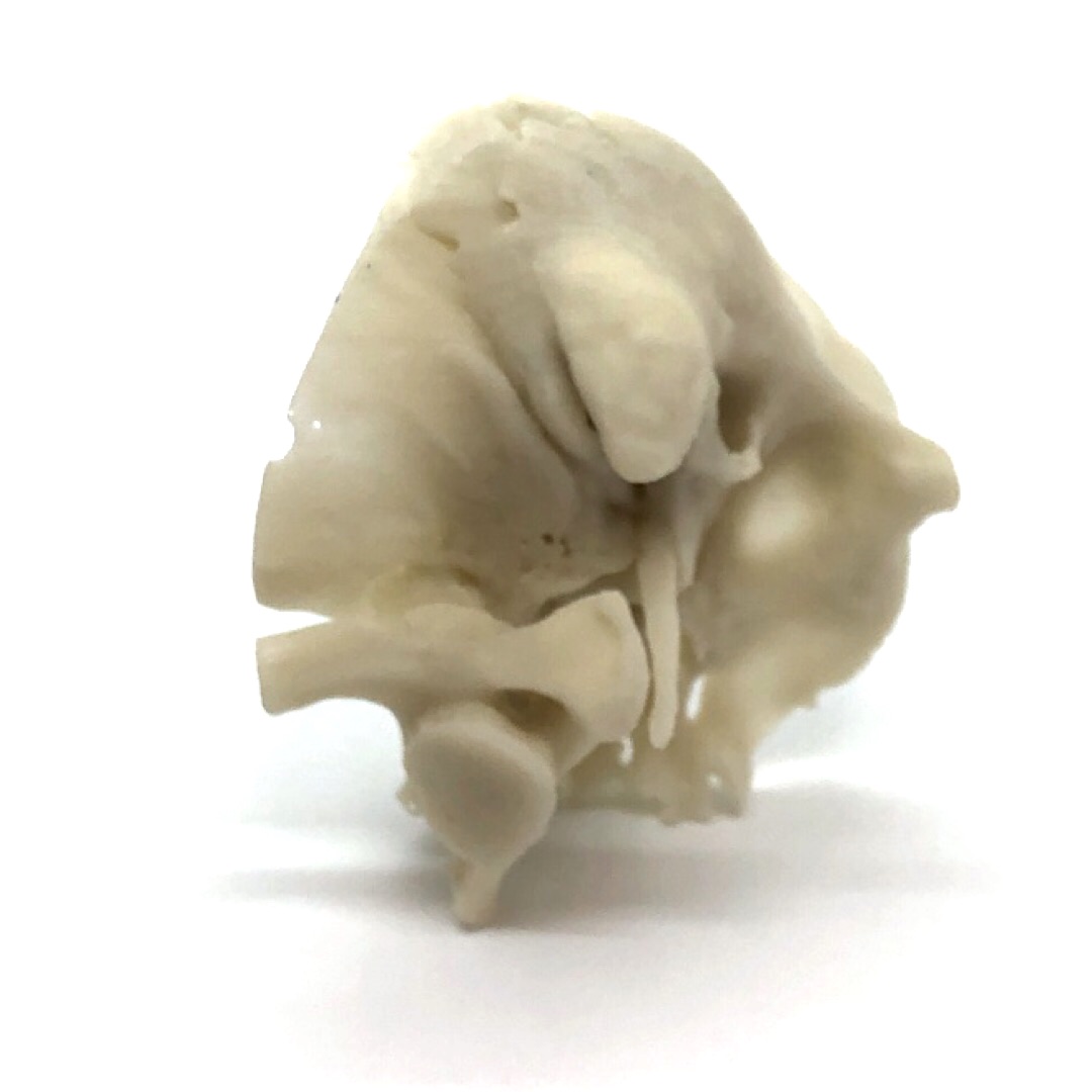 側頭骨 削開用 C11の医療模型 3DモデルのKEZLEX